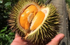 Sầu riêng mini Thái Lan 'cháy hàng' vì khách tò mò