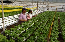 Thu nhập 'khủng' nhờ trồng rau