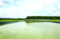 Cuộc cách mạng organic