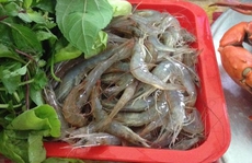Trải nghiệm khó quên với đặc sản tôm bò Liên Vị