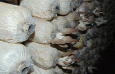Kỹ sư 8x trồng nấm bào ngư thu trăm triệu đồng