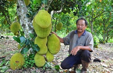 Lão nông trồng mít Thái lá bàng thu tiền tỉ mỗi năm