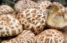 Nấm hương Nhật 8,6 triệu đồng/kg vẫn nhiều người mua