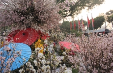 Hồ Gươm ngập sắc hoa anh đào Nhật Bản