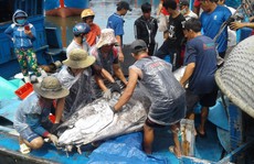 Ngư dân Bình Định câu dính cá ngừ khủng nặng 280kg