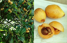 Trái cây ngoại siêu đắt tại Việt Nam là cây dại ở nước ngoài?