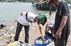 Sớm mai ghé thăm bến cá vùng nước lợ