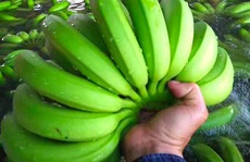 Bầu Đức thu hoạch lứa chuối đầu tiên tại Campuchia