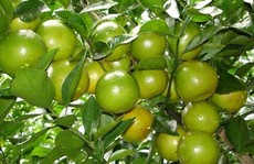 Tỷ phú quýt đường vùng đất đỏ