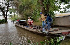 Sướng gì bằng ăn cá linh ngay đồng nước nổi