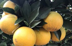 Siêu độc: Cây cam Vinh có 1.000 quả