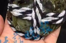 Bỏ 5,5 triệu nhận 10 con cua to hơn đồng xu: Cú lừa đau