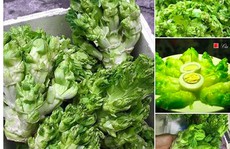 Cải mầm đá Sapa đắt như thịt: Coi chừng hàng Tàu đội lốt
