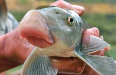 Những loài cá 'tiến vua' đắt đỏ nhưng vẫn được săn lùng