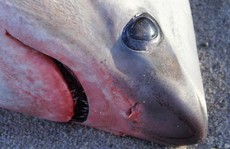 Mỹ, Canada: Trời lạnh đến nỗi cá mập chết cóng, dạt vào bờ
