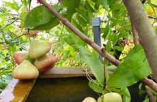 Ngỡ ngàng khi lên sân thượng nhà 1 nữ giám đốc