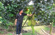 Sơn 'khùng' làm trang trại thu tiền tỉ