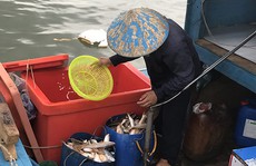 Dợn lòng nước mắt phu biển