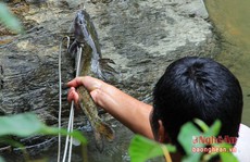 Săn cá 'đặc sản' ở  Nghệ An