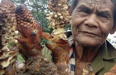 Sơn nhân và những cuộc săn 'lộc rừng'