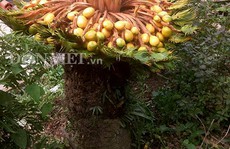 Đổ xô xem cây vạn tuế hiếm có 'đẻ 400 trứng vàng'