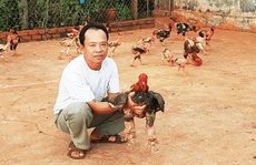 Mới 2 năm học nuôi gà Đông Tảo đã lãi ngay 200 triệu đồng