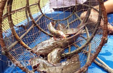 Săn cá ngát trên sông ở Cà Mau