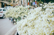 Có một mùa cúc họa mi đẹp ngỡ ngàng theo về trên phố