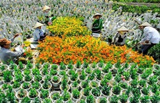Làng hoa lớn nhất Nam bộ Sa Đéc tất bật vào mùa Tết
