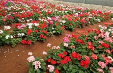 Ngắm ngàn hoa đua sắc tại làng hoa nổi tiếng ở Đà Lạt