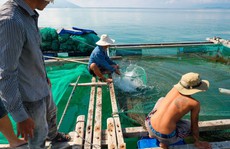 Mê mẩn với vẻ đẹp và hải sản Hòn Lớn