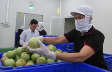 10 năm đàm phán, 2 tấn vú sữa lên đường đi Mỹ