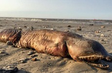 'Quái vật biển” bí ẩn trôi dạt vào Texas sau bão Harvey
