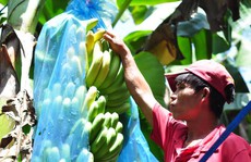 Đồng Nai lập ban chỉ đạo 'giải cứu' chuối