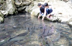 Những giai thoại bí ẩn về suối cá thần Cẩm Lương