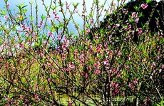 Lạc vào 'thủ phủ' hoa mận, hoa đào bung nở ở độ cao 1500m