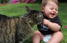 Bị mèo cào có phải chích ngừa dại?