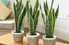 10 loại cây trồng trong nhà xua tan nỗ lo ô nhiễm không khí