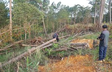 Lâm Đồng: Đình chỉ công tác 1 phó chủ tịch xã để mất rừng gần trụ sở