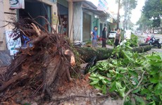 Lốc xoáy tại Đồng Nai khiến nhà tốc mái, cây xanh bật gốc
