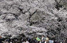 Nhật Bản: Điều gì khiến hoa anh đào đột ngột nở sớm quy mô lớn?