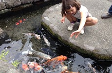 Du khách ngạc nhiên khi thấy cá koi sống dưới rãnh nước ở ngôi làng Nhật Bản