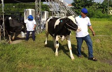 TP HCM chọn bò sữa, heo, tôm, hoa lan... là sản phẩm nông nghiệp chủ lực