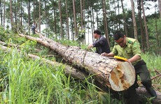 Phó Thủ tướng chỉ đạo điều tra làm rõ vụ phá rừng ở Lâm Đồng