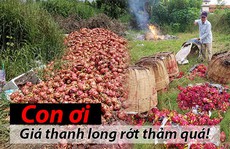 [eMagazine] - Nước mắt rơi trên ruộng thanh long