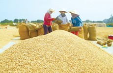 Tập đoàn gạo lớn nhất nước Úc mua nhà máy chế biến gạo ở Đồng Tháp