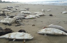 Cá chết la liệt tiếp tục tấp vào bờ biển Đà Nẵng