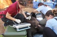 Giải cứu gấu chó bị 'giam cầm' 16 năm tại thác Prenn Đà Lạt