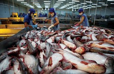 Trung Quốc đẩy mạnh nuôi cá tra từ nguồn cá giống của Việt Nam