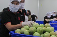 Trái vú sữa Việt Nam tại Mỹ có giá khoảng 350.000 đồng/kg